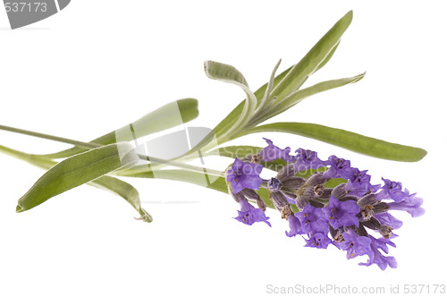 Image of lavender