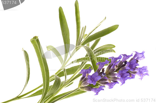 Image of lavender