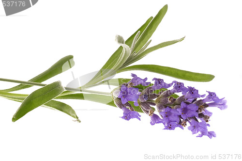 Image of lavender