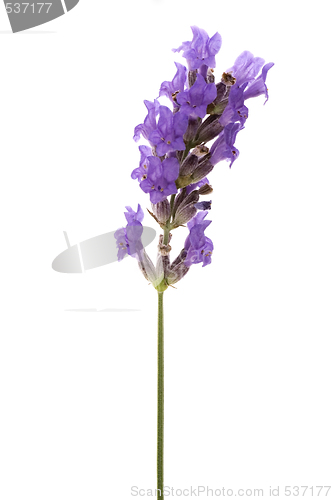 Image of lavender