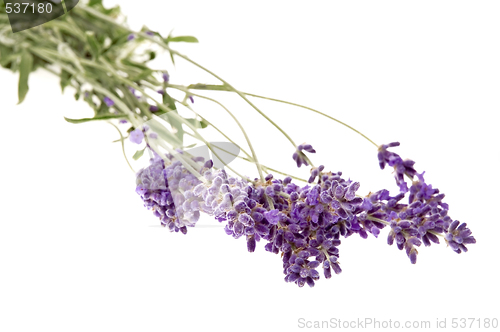 Image of lavender