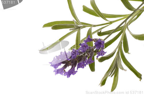 Image of lavender