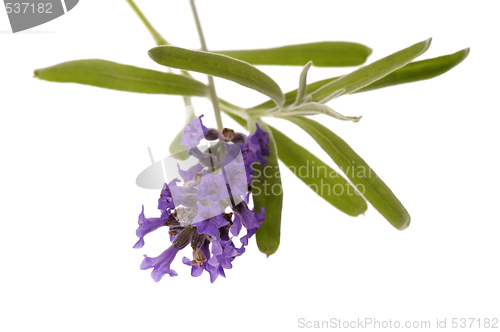 Image of lavender