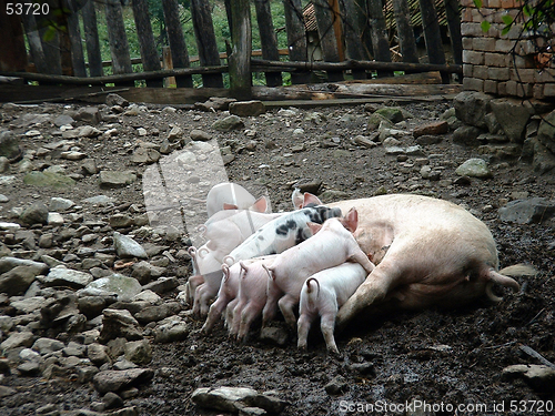 Image of Piglets Nursing