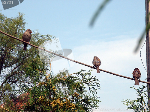 Image of Sparrows in Line