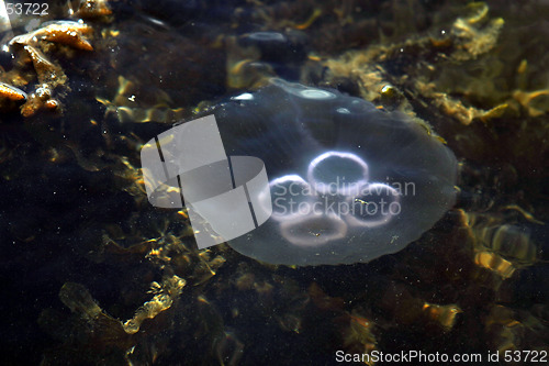 Image of Jellyfish 1