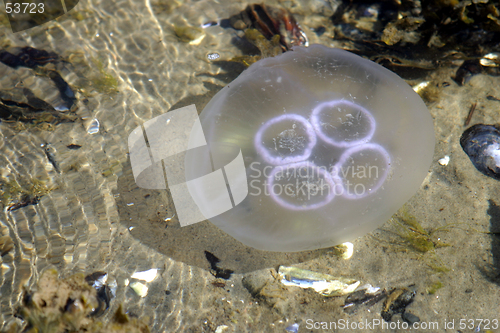 Image of Jellyfish 2