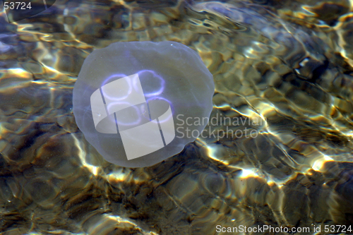Image of Jellyfish 3