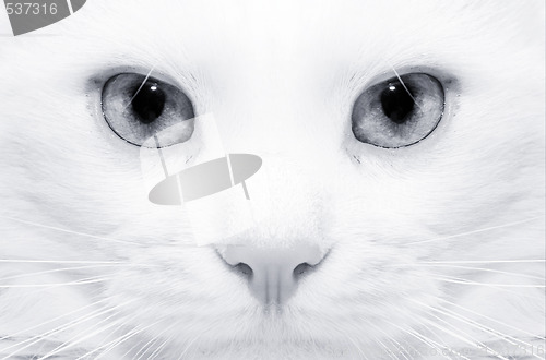 Image of White cat: macro