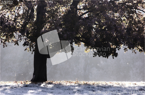 Image of Frosty Tree