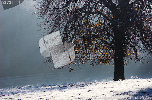 Image of Frosty Tree