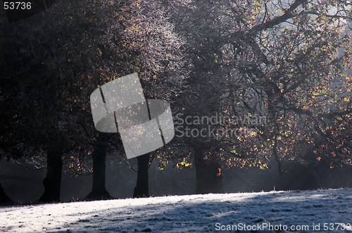 Image of Frosty Trees