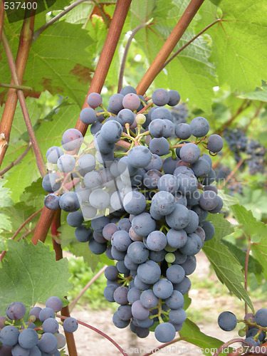 Image of Grapes