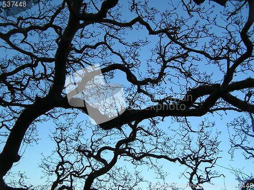 Image of Tree branches silhouette