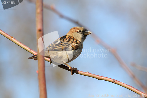 Image of Sparrow