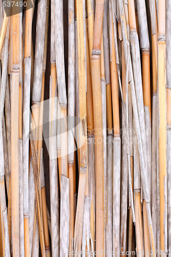Image of Reed