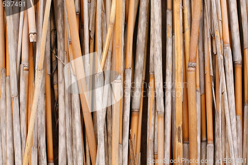 Image of Reed