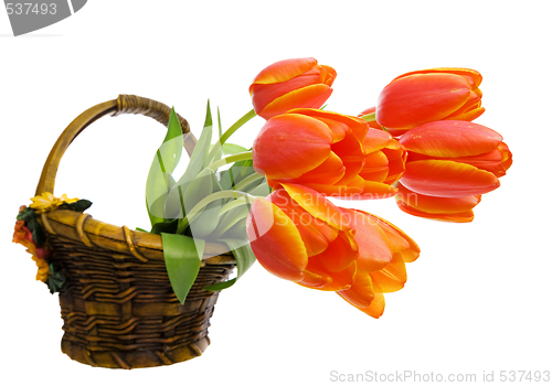 Image of Tulips