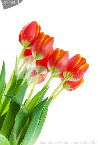 Image of Tulip bouquet