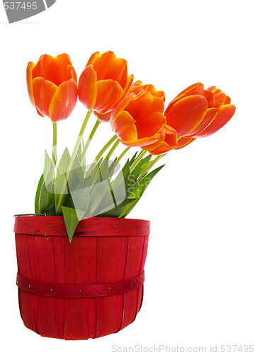 Image of Orange tulips