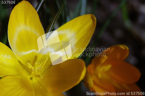 Image of crocus