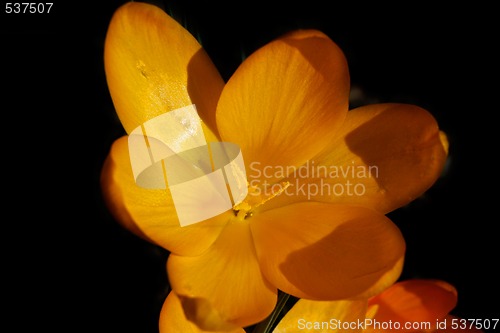 Image of crocus