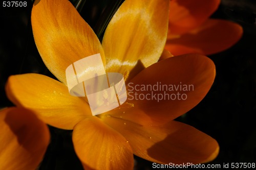 Image of crocus