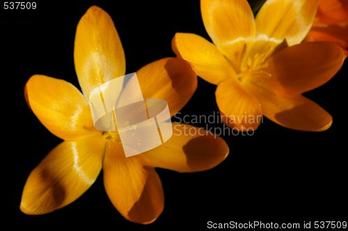 Image of crocus