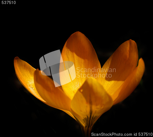 Image of crocus