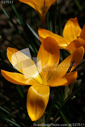 Image of crocus