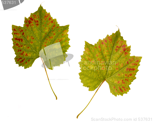 Image of wine. one leaf - two sides