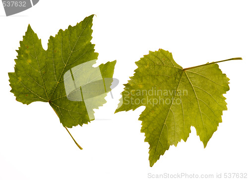 Image of wine. one leaf - two sides