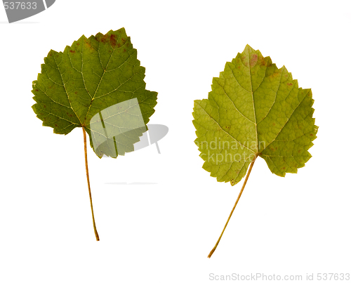 Image of wine. one leaf - two sides