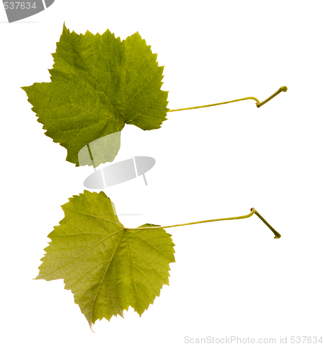 Image of wine. one leaf - two sides
