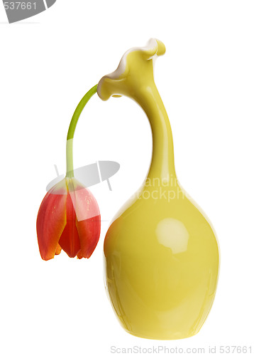 Image of Limp tulip