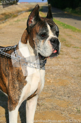 Image of Boxer Dog