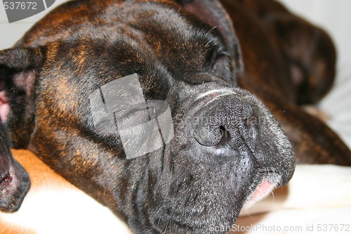 Image of Female Boxer Dog