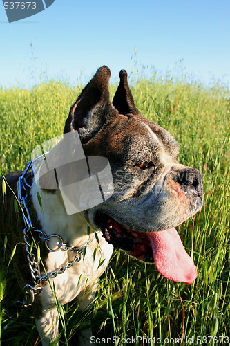 Image of Boxer Dog