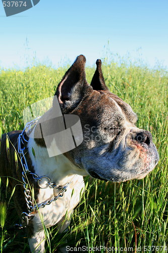 Image of Boxer Dog