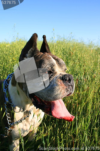 Image of Boxer Dog