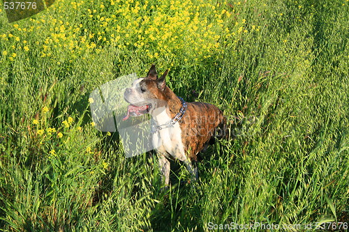 Image of Boxer Dog