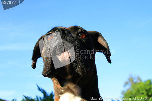 Image of Boxer Dog