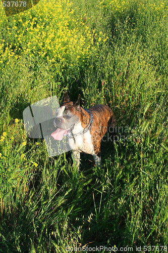 Image of Boxer Dog