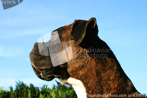 Image of Boxer Dog