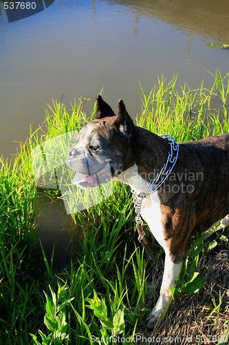 Image of Boxer Dog