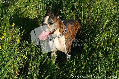 Image of Boxer Dog