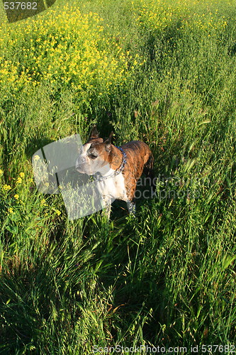 Image of Boxer Dog