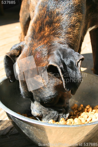 Image of Boxer Dog Eating