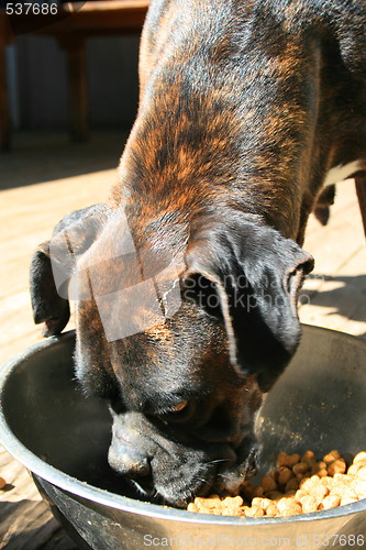 Image of Boxer Dog Eating