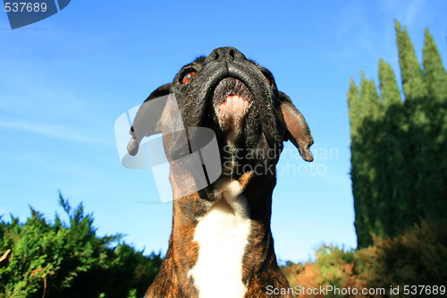 Image of Boxer Dog